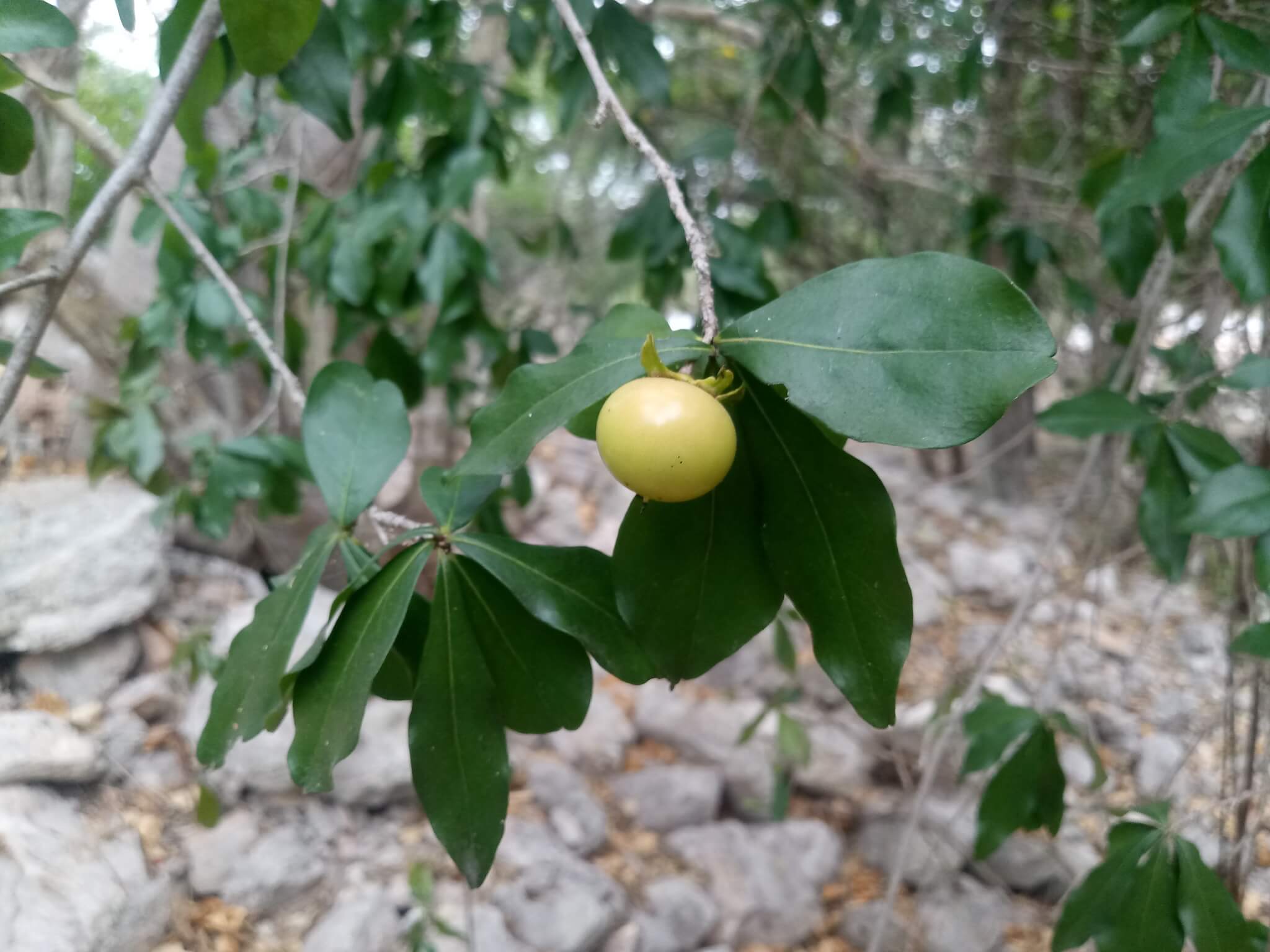 Diospyros anisandra